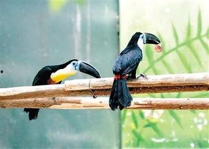 尼加拉瓜吃巨嘴鸟视频,尼加拉瓜惊现巨嘴鸟美食奇观